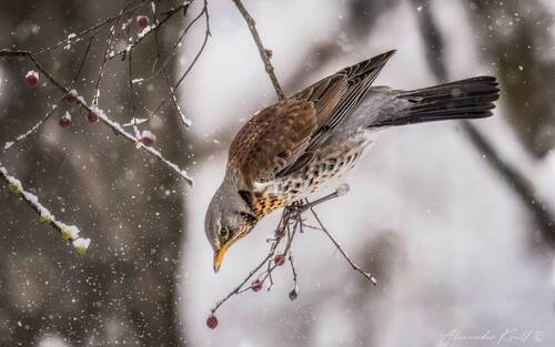 Холодно, голодно...