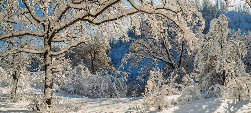 В заснеженных дебрях фото превью