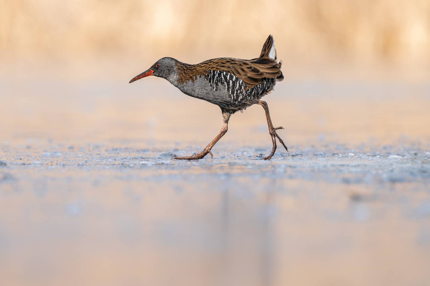 , T&iacute;mea Ambrus