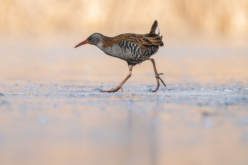 Rush фото превью