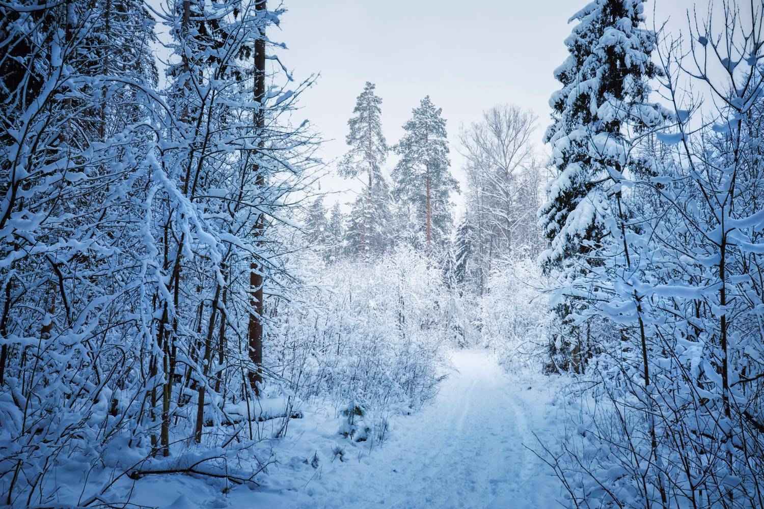 лес, деревья, снег, свет, Валерий Вождаев