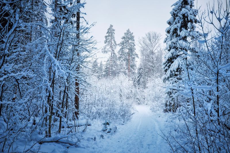 В заснеженном лесу фото превью