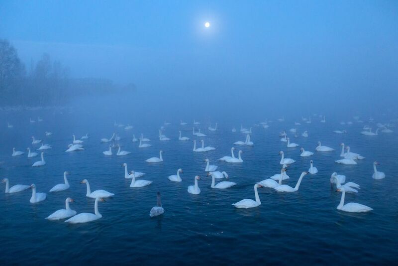 алтай, лебеди, зима, мороз, светлое, луна Много птиц,  озеро Светлое фото превью