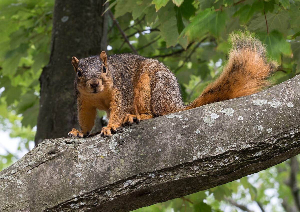 животные, белка, Борис Новиков