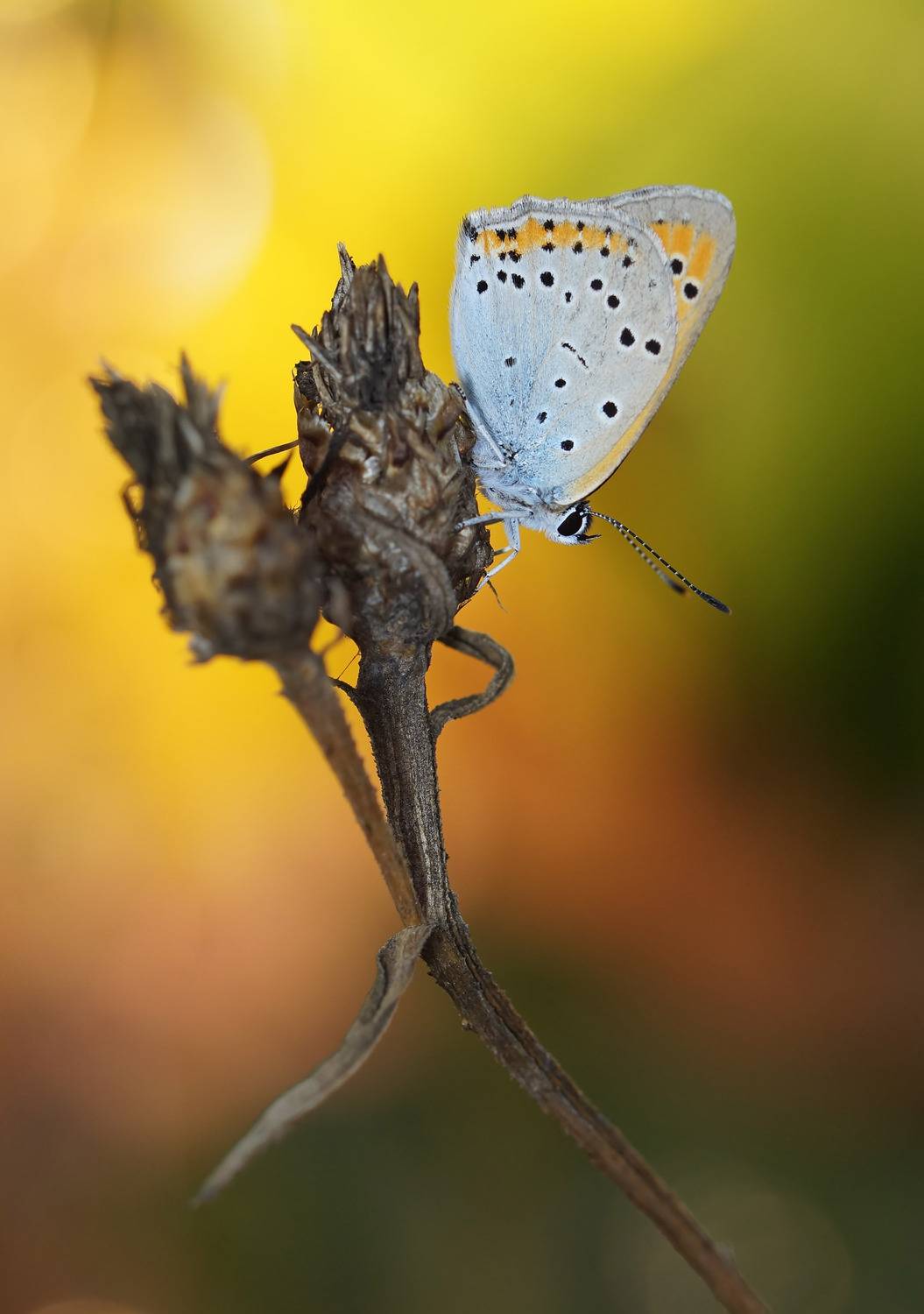 Бабочка, Чепленко Алексей