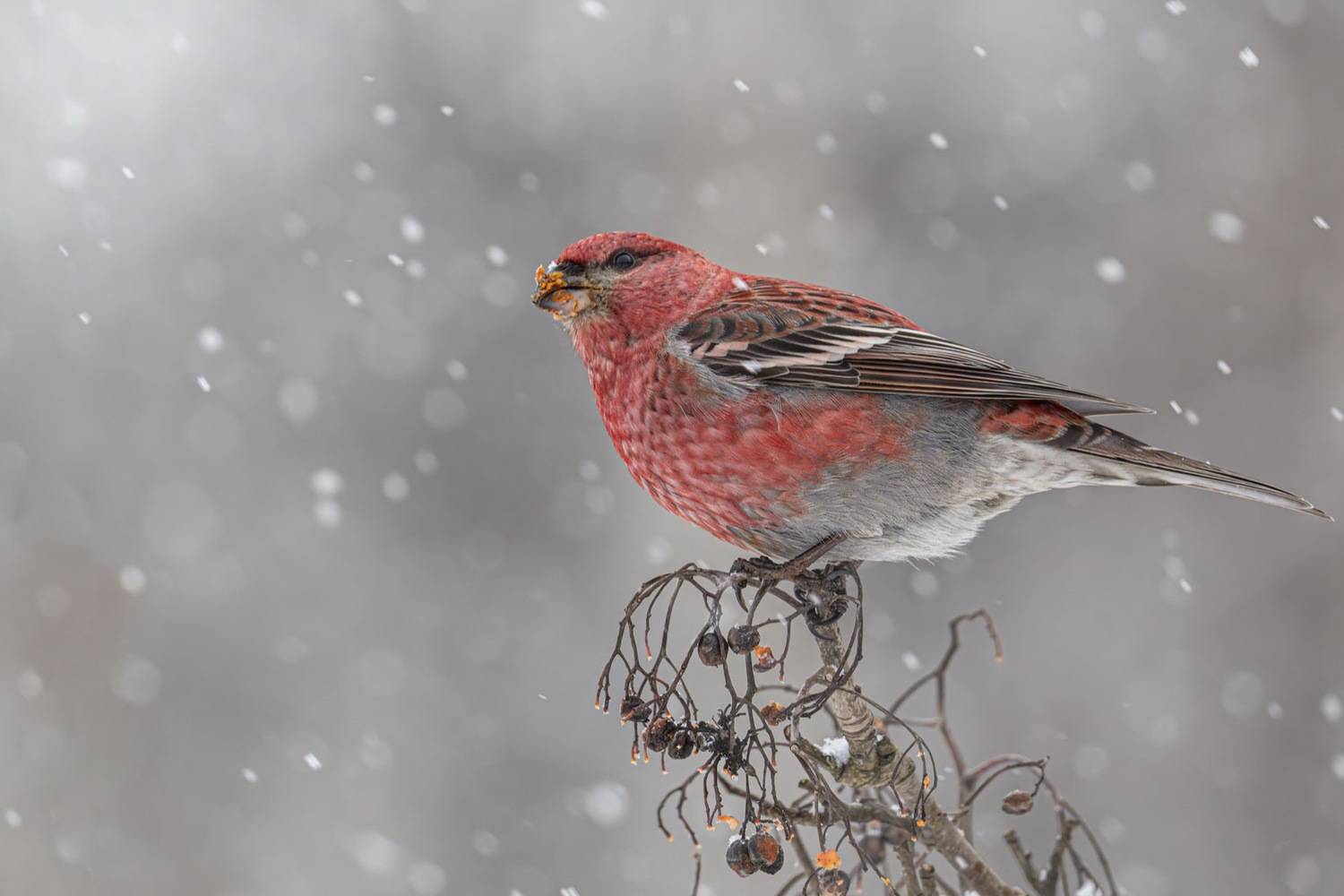 щур, снегопад, птицы, Ruslan Pl