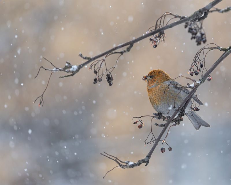 Снегопад фото превью