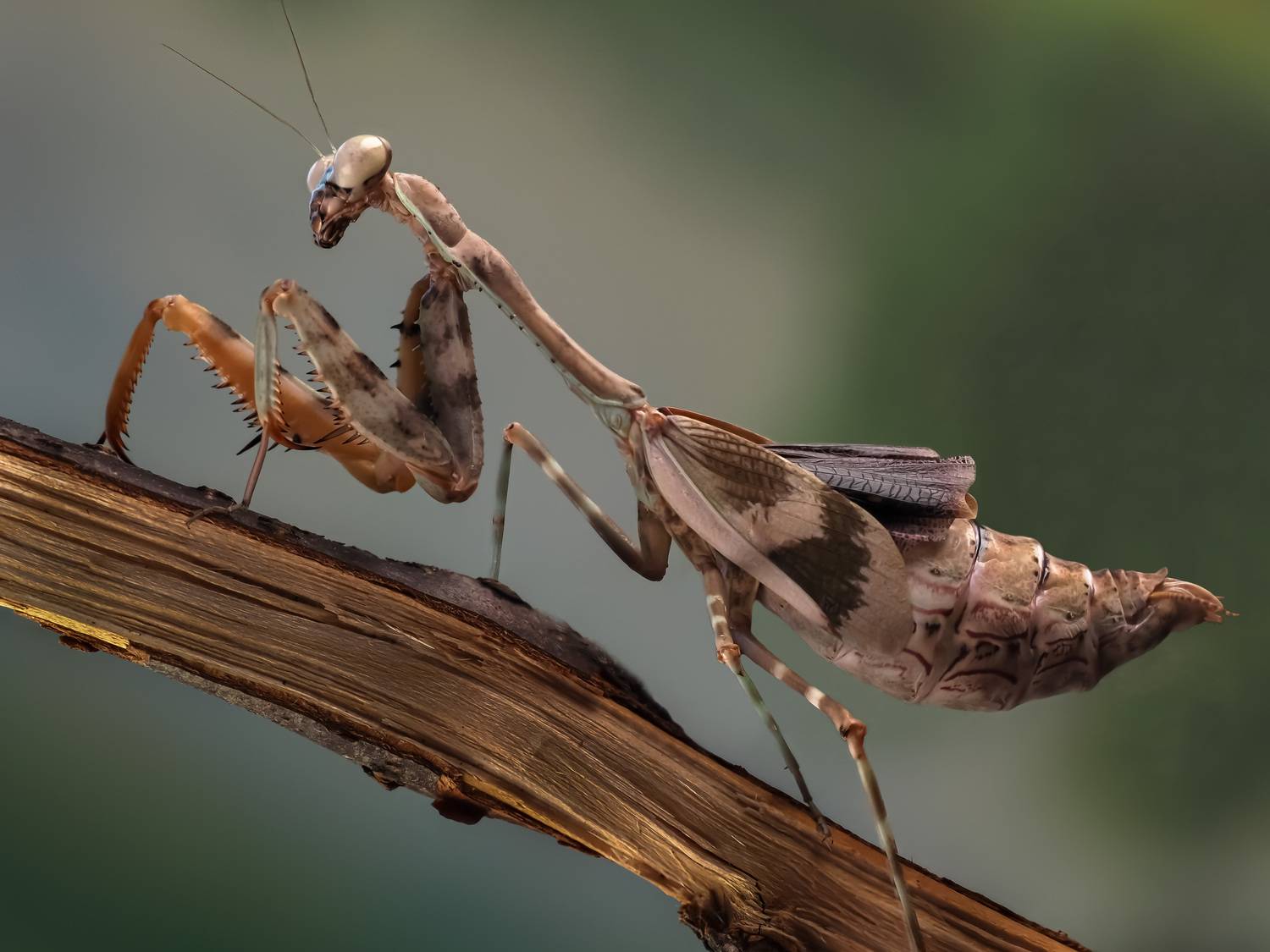 , Олег Савицкий