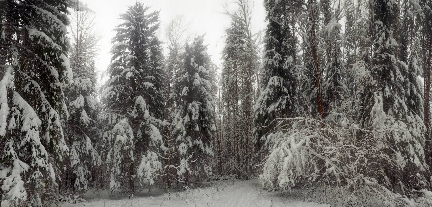 Тула, Щегловская засека, ёлочки, Сергей Кочергин