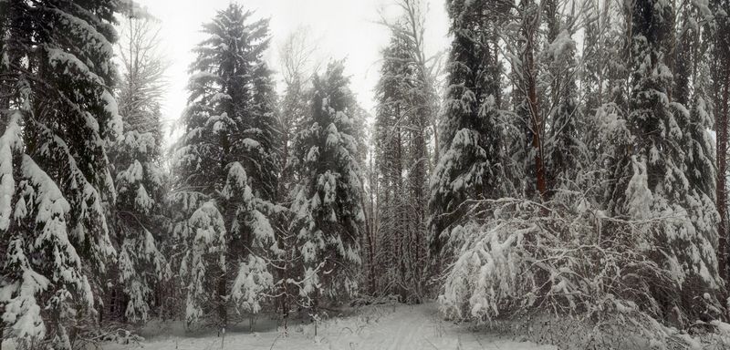 Тула, Щегловская засека, ёлочки Зима в Щегловской засеке фото превью