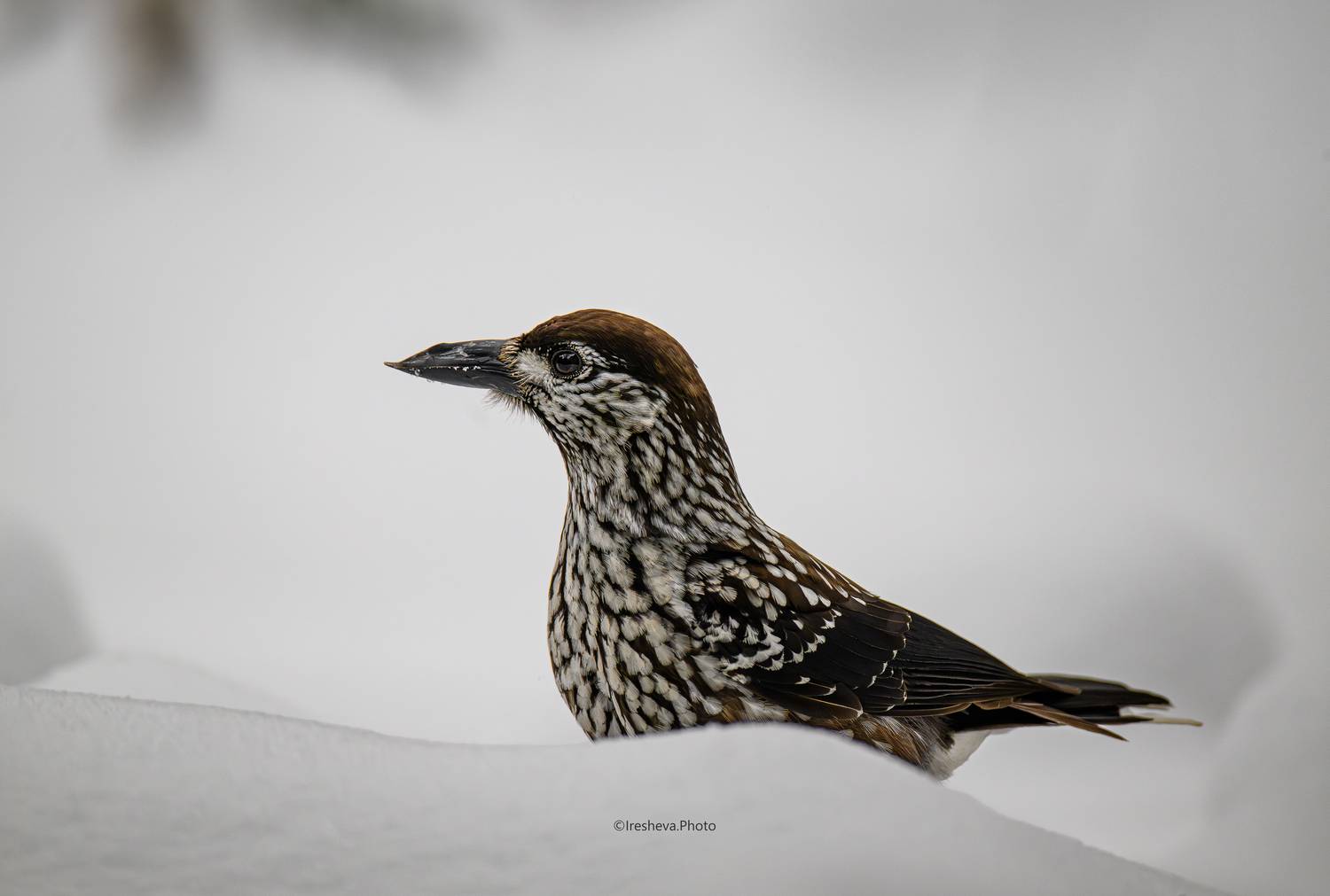Кедровка, птица, Ирешева Мария