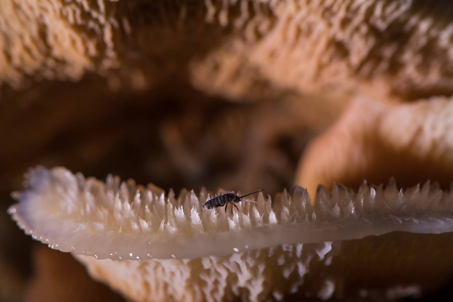 коллембола, флебия дрожащая, мерулиус, Ксения Соварцева