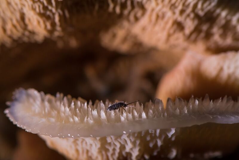 коллембола, флебия дрожащая, мерулиус Сталагмитовое царство фото превью