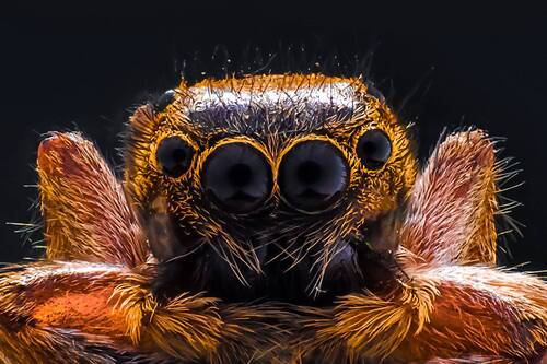 Macro Spider Portrait
