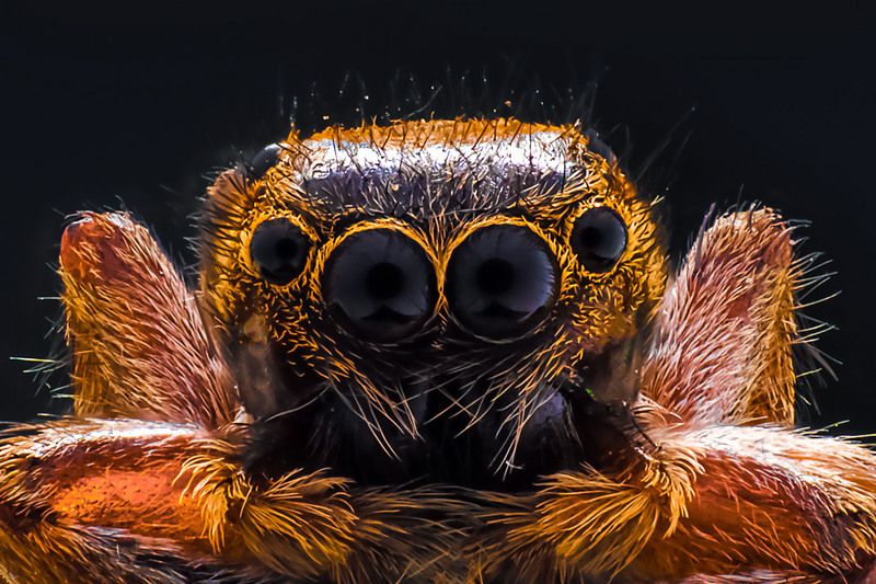 Macro Spider Portrait фото превью