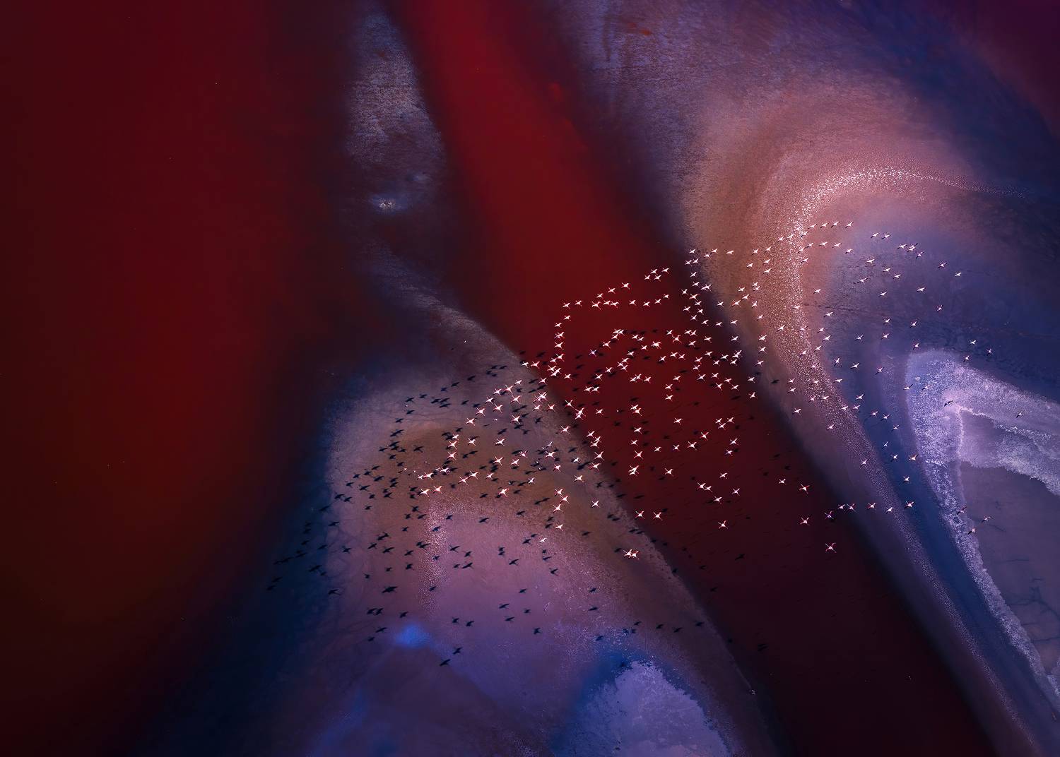 #landscape #animals. #africa. #flamingos, Panos LASKARAKIS