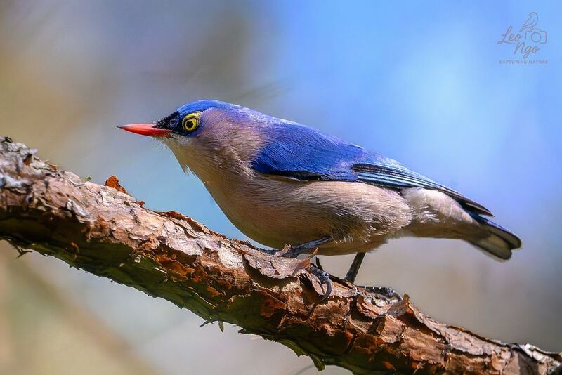Velvet-fronted Nuthatch фото превью