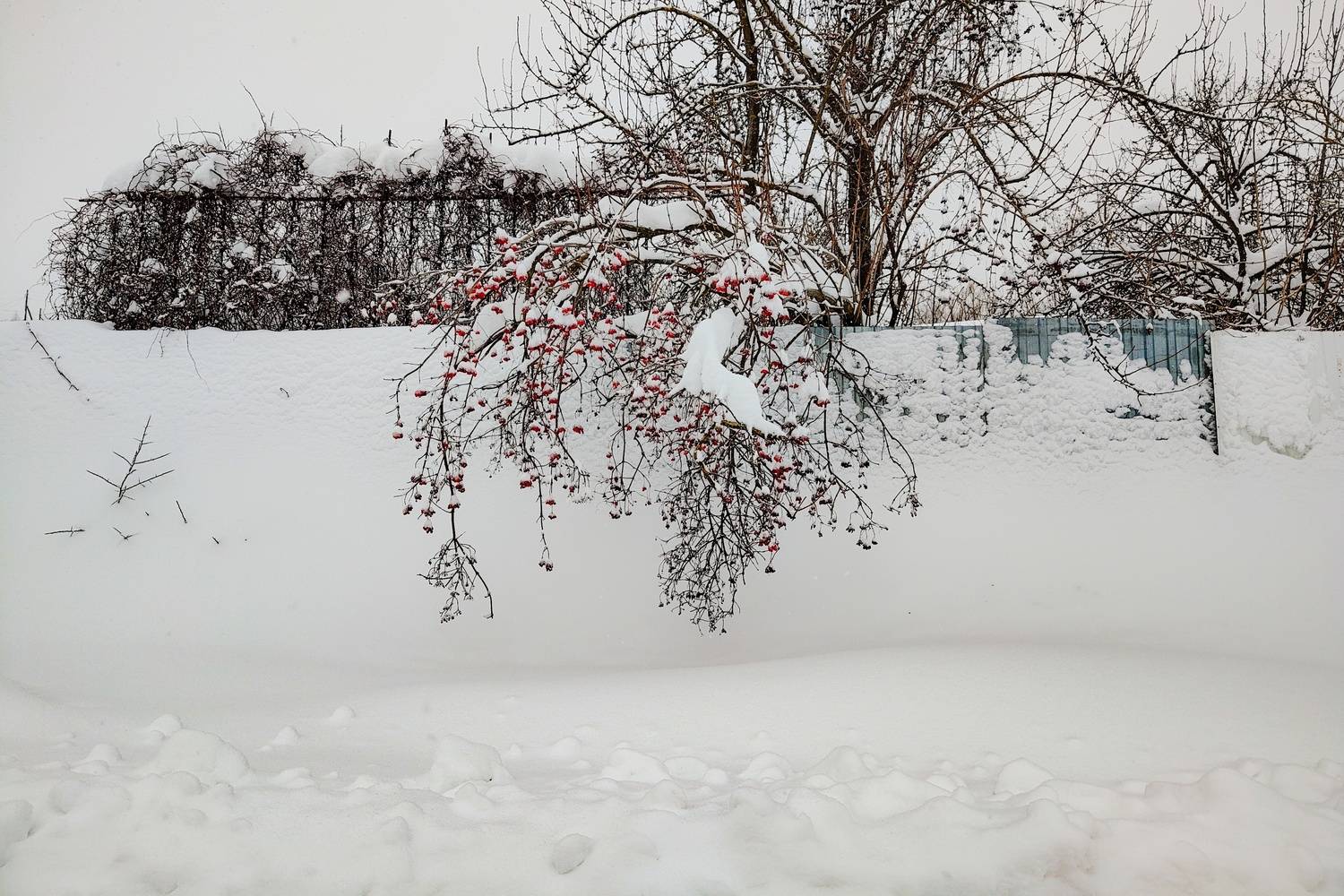 , Кондрашова Светлана