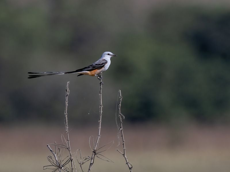 Scissor-tailed Flycatcher фото превью