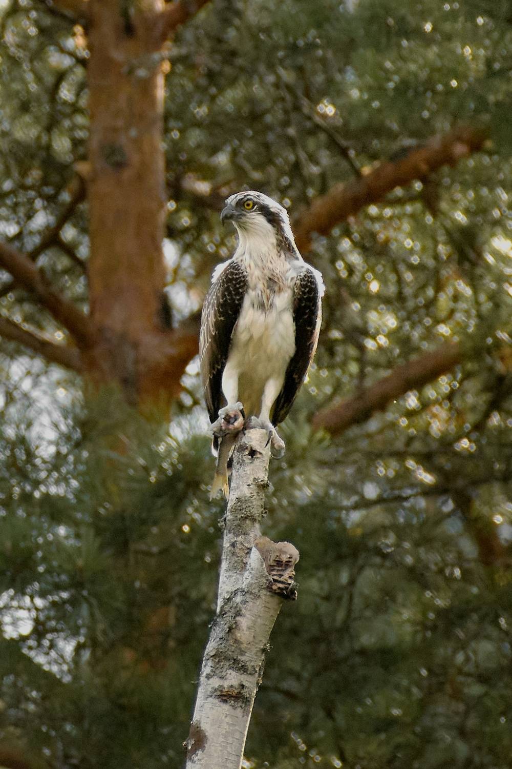 wildlife, birdwatching, nature, bird photography, птица, фотоохота, природа, скопа, Полина Шальнева