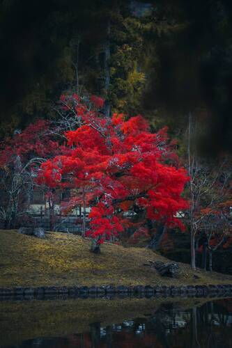 A red maple in Japan.