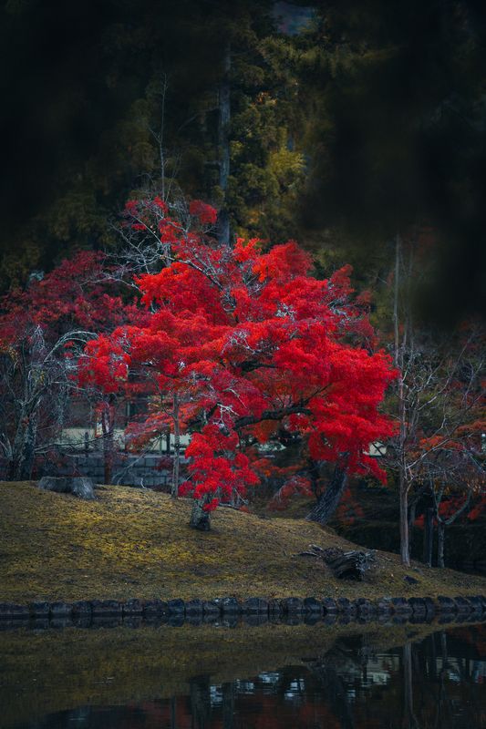 japan, autumn leaves, pond, natural beauty, japanese garden, peaceful nature, nature scene, water reflection, tranquility, nara, japanese culture, fall landscape, fall foliage, japan autumn, wanderlust, fall colors, serene landscape, japanese maple, nara  A red maple in Japan. фото превью