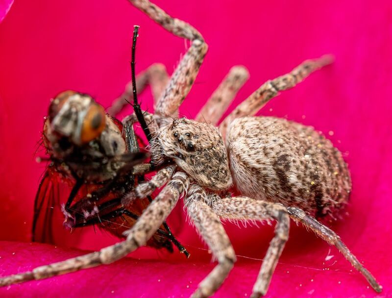 паук Паук краб обедает фото превью