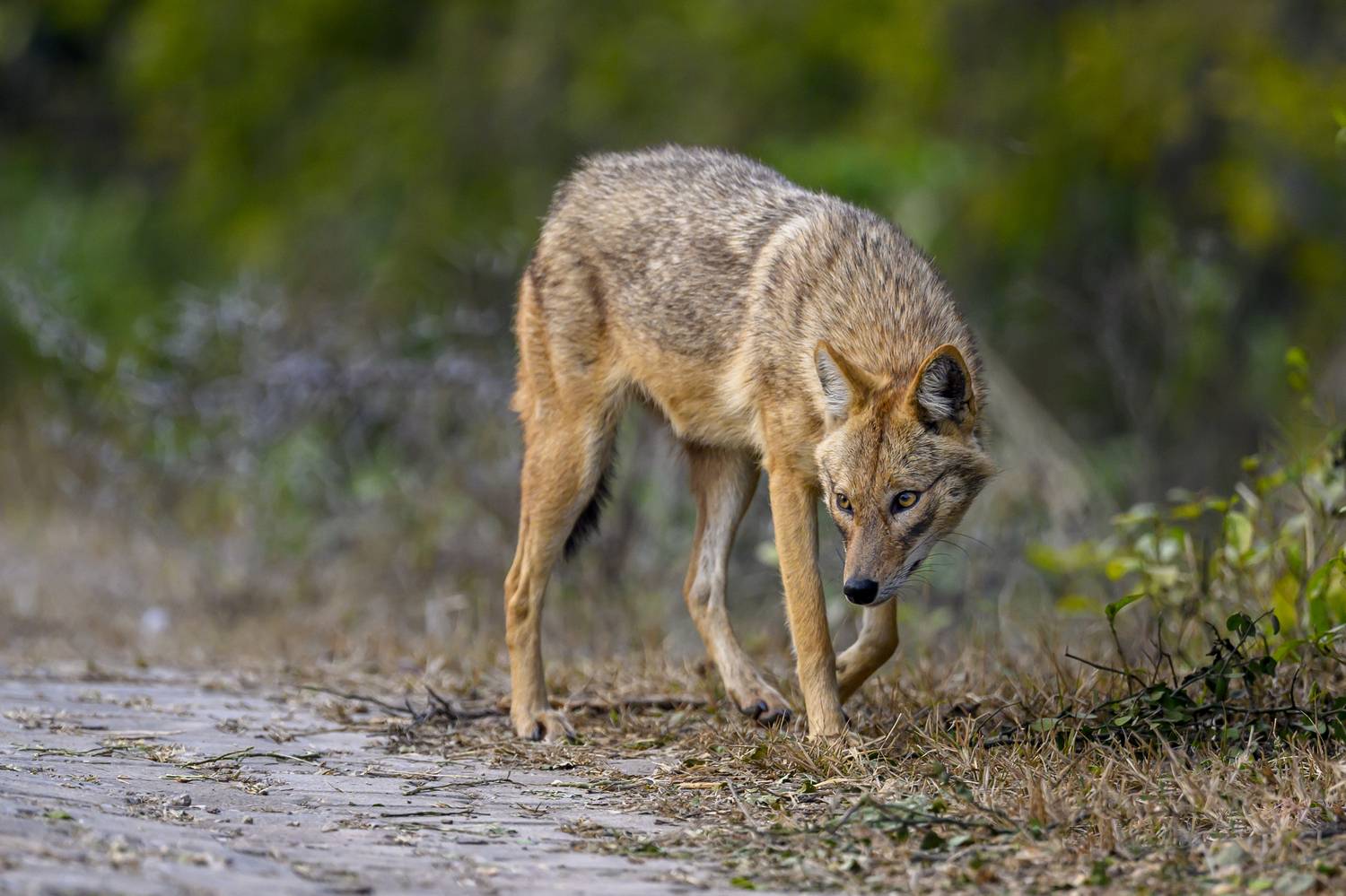 , Пупонин Сергей