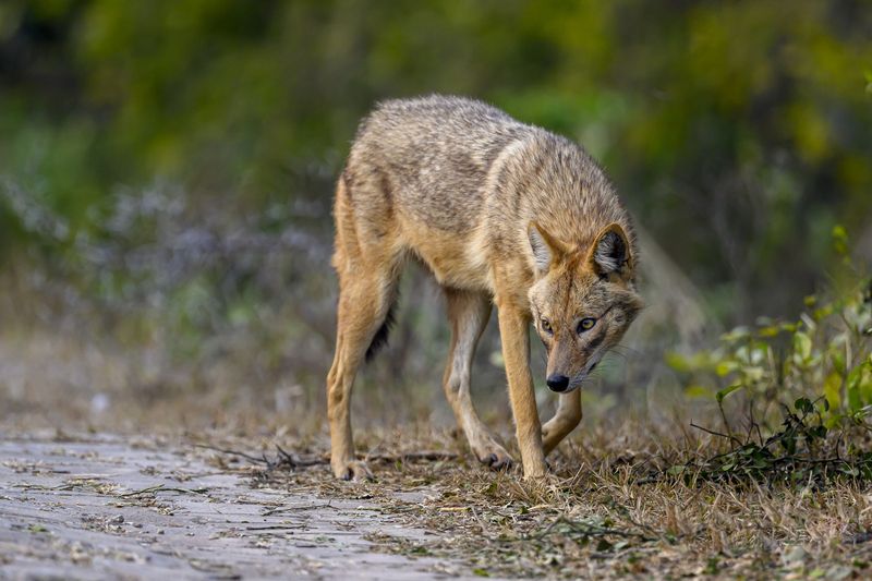 Хитрый взгляд шакала фото превью