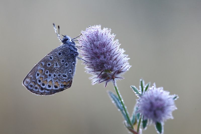 *** фото превью