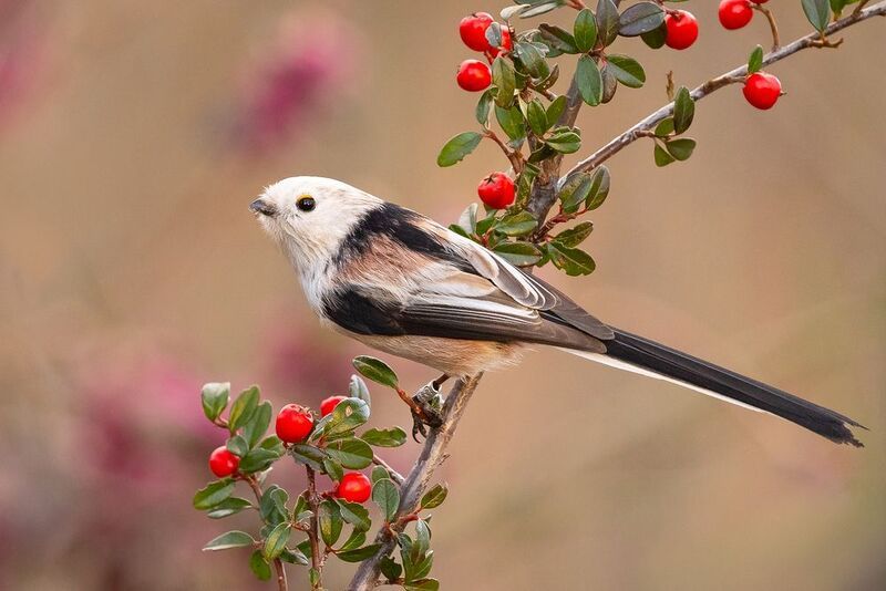 Long-tailed Ti фото превью