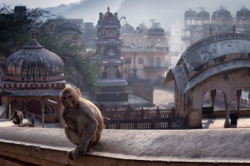 городской пейзаж, архитектура, храмы, храмовый комплекс галта, галта, храм обезьян, окрестности джайпура, джайпур, индия Храм обезьян (храмовый комплекс Галта) в окрестростях города Джайпур, Индия. фото превью
