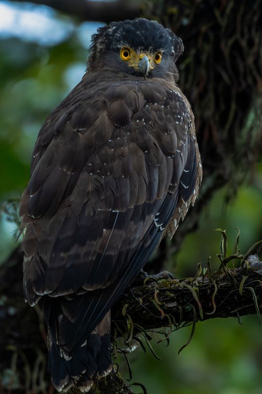 Eagle фото превью