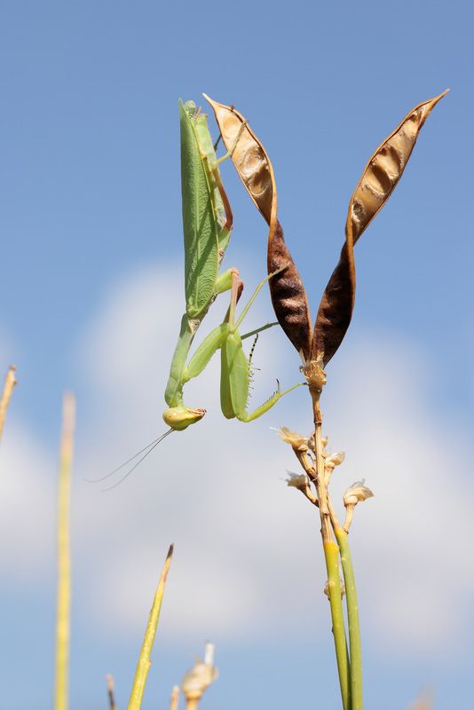 Закавказский древесный богомол фото превью