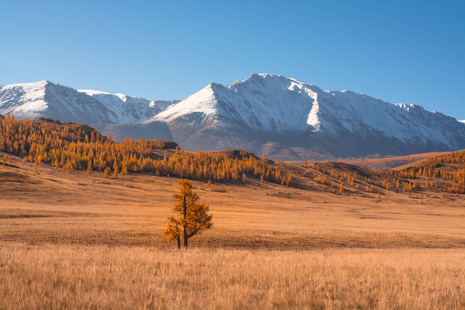 россия, горный алтай, степь, счх, дерево, утро, осень, Андрей Поляков
