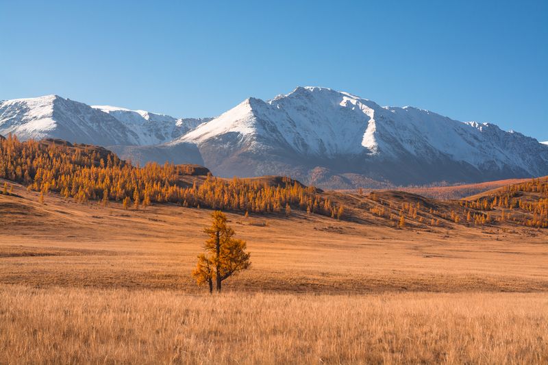 россия, горный алтай, степь, счх, дерево, утро, осень Одинокое дерево фото превью