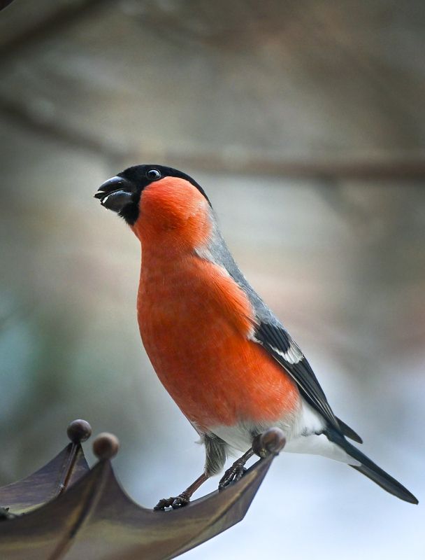 снегирь Позёр))) фото превью