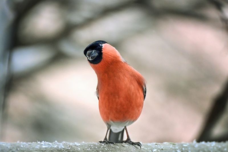 Позёр))) фото превью