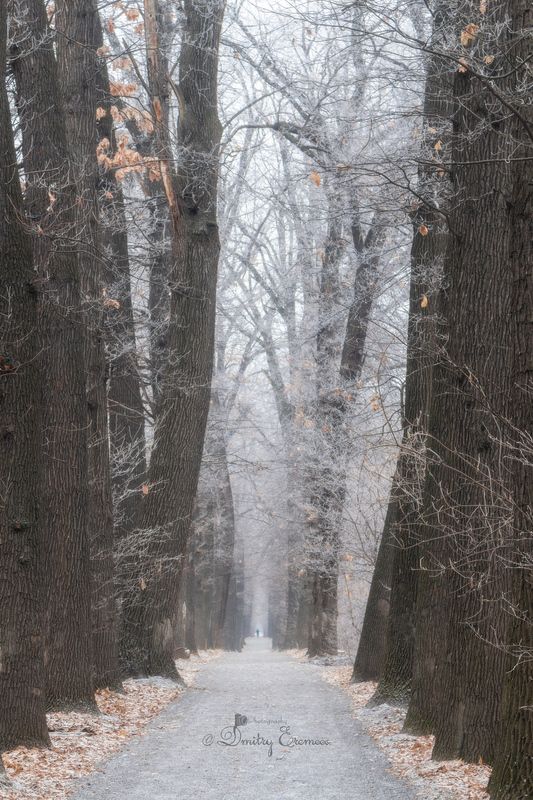 Королевство серебряного инея, затерянное в морозной дымке утра... фото превью