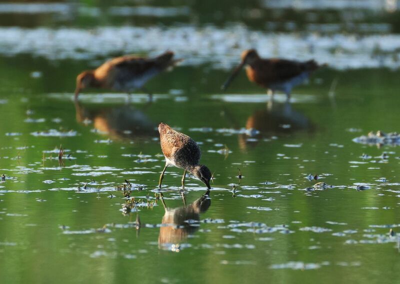 *** фото превью
