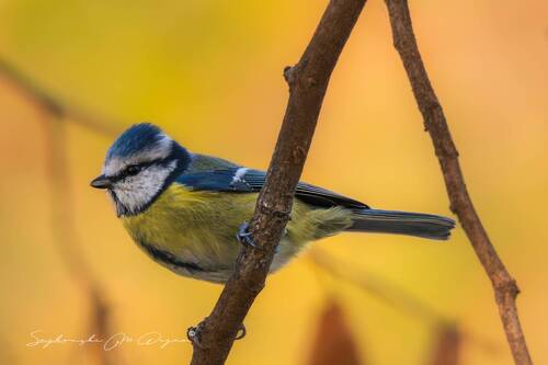 Nature | Wildlife Photography | Adventure