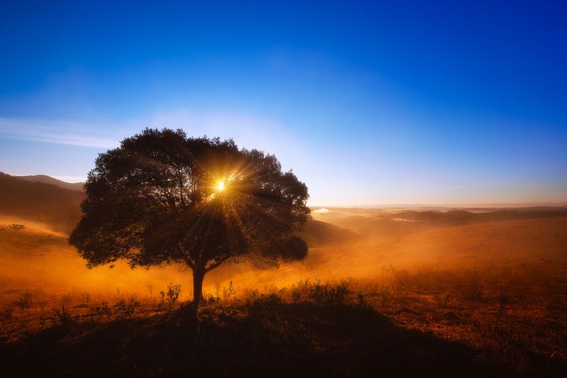 First Light фото превью