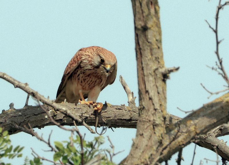 сокол,хищная птица, Обед охотника.. фото превью