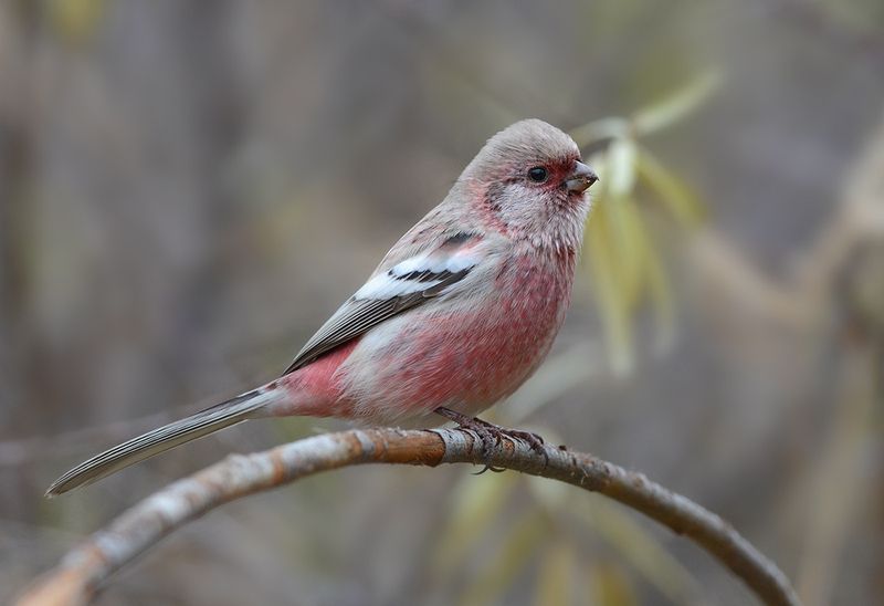 Осенний урагус фото превью