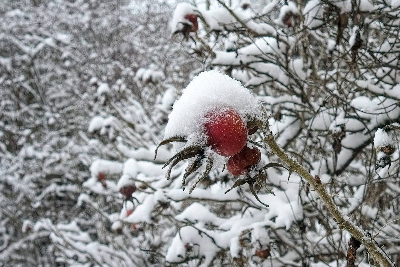 , Орлов Олег