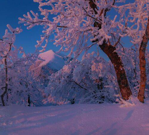 Розовые свет