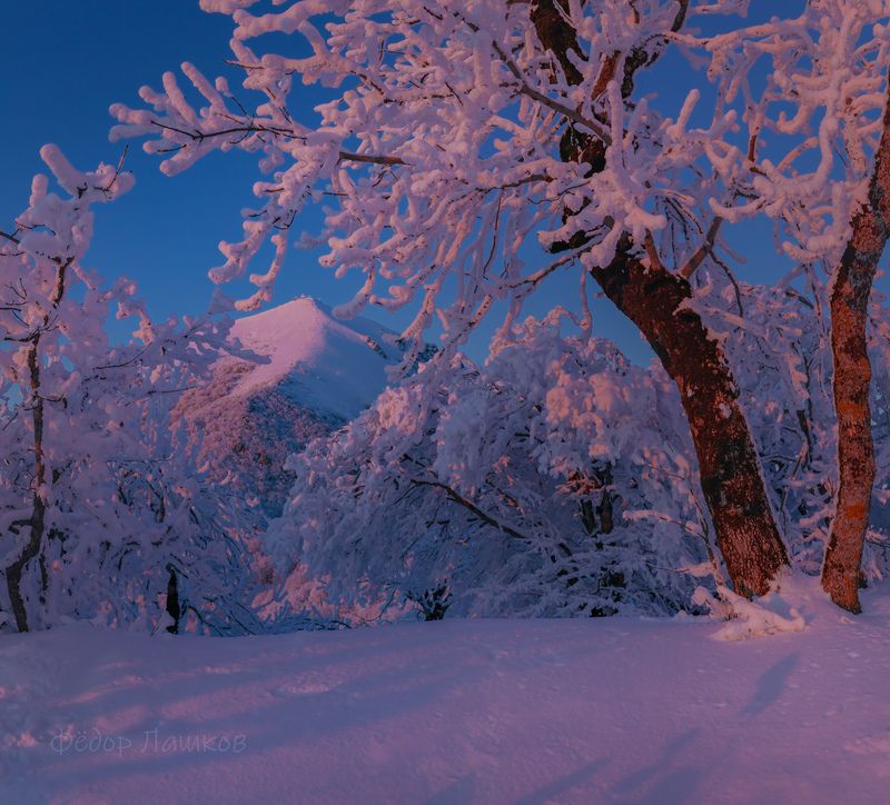 ставропольский край, ставрополье, кавминводы, закат, закатное, иней, зимний, синий, розовый, бештау, в снегу, снежное, гора, лес, дерево, Розовые свет фото превью