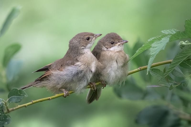птенец, птенцы, славка, серая славка, wildlifeб birdwatching, birding, whitethroat  фото превью