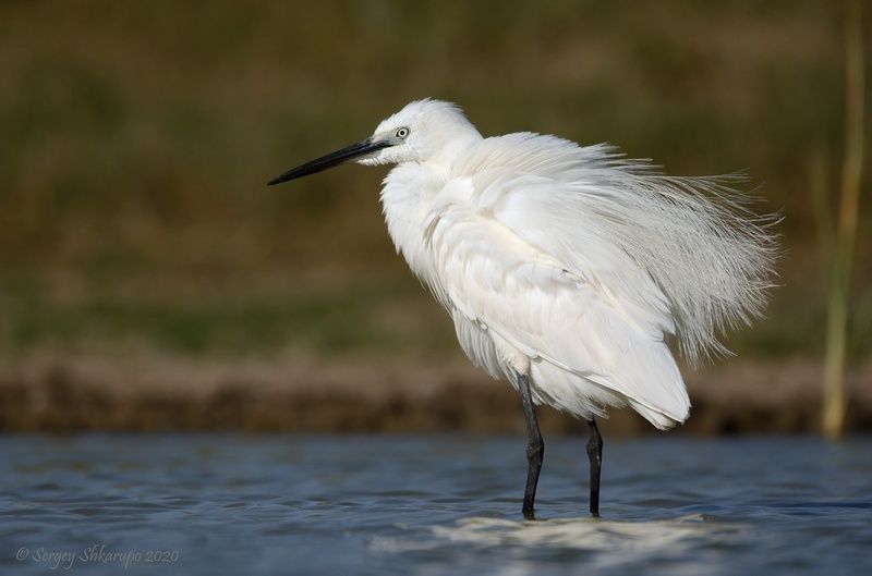 Взъерошенная фото превью