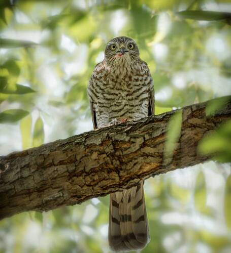 Птичку жалко.